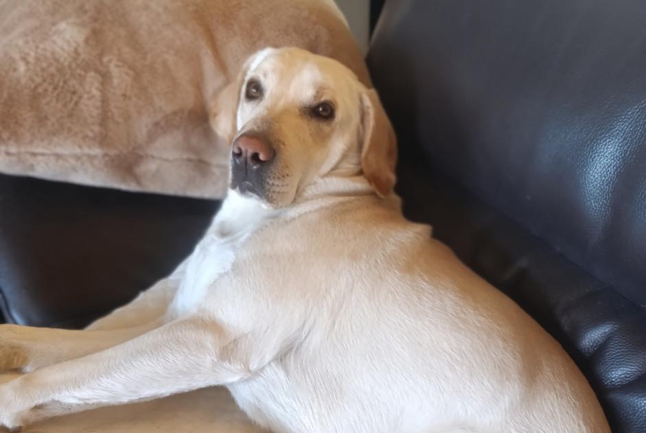 Vermisstmeldung Hund  Männliche , 2 jahre Beloeil Belgien