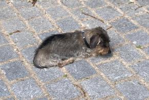 Vermisstmeldung Hund  Männliche , 18 jahre Tenneville Belgien