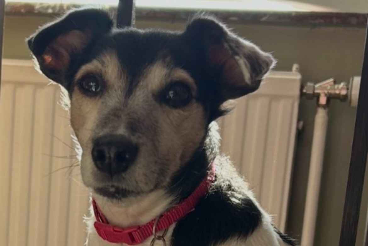 Vermisstmeldung Hund  Weiblich , 7 jahre Arsimont Belgien