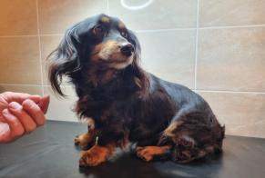 Discovery alert Dog miscegenation  Male , 7 years Seneffe Belgium