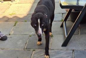 Discovery alert Dog miscegenation  Female Le Rœulx Belgium