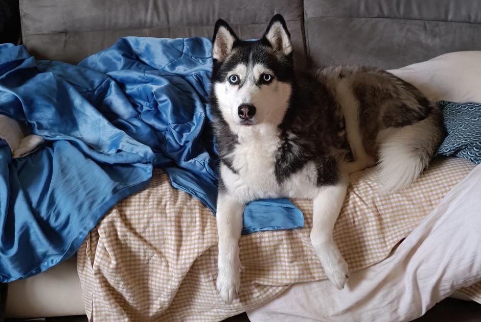 Disappearance alert Dog  Male , 10 years Colfontaine Belgium
