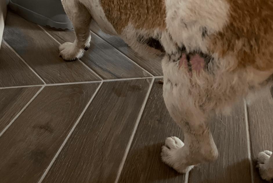 Discovery alert Dog  Female Estinnes Belgium