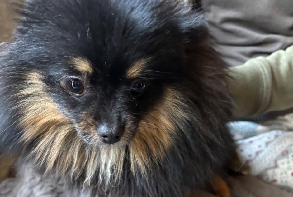 Discovery alert Dog  Female Châtelet Belgium