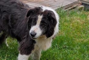 Discovery alert Dog  Unknown Villers-le-Bouillet Belgium