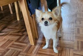 Disappearance alert Dog  Female , 2 years Dilbeek Belgium