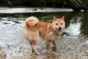Disappearance alert Dog  Male , 3 years Ixelles Belgium