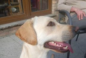 Disappearance alert Dog  Male , 2 years Beloeil Belgium