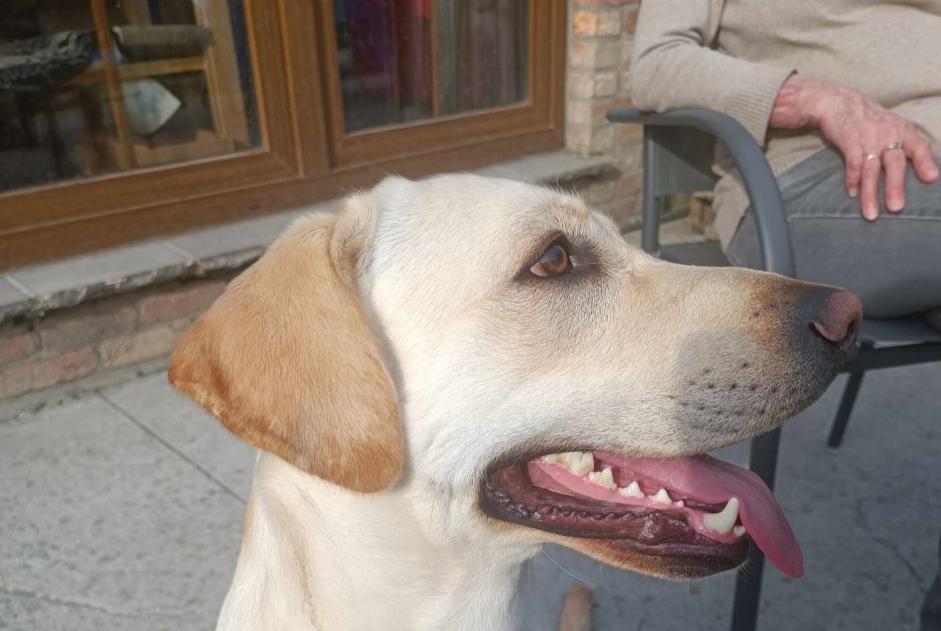 Disappearance alert Dog  Male , 2 years Beloeil Belgium