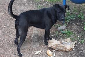 Discovery alert Dog miscegenation  Unknown Charleroi Belgium