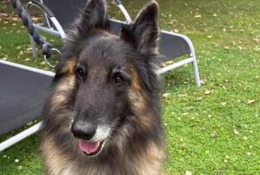 Discovery alert Dog  Male Braives Belgium