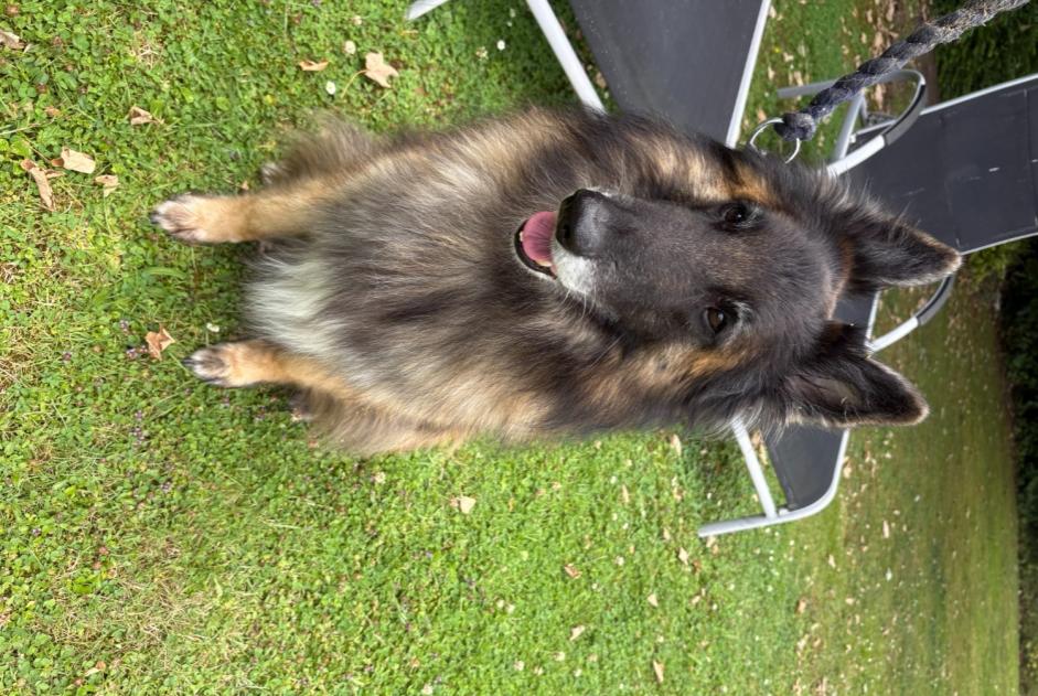 Discovery alert Dog  Male Braives Belgium