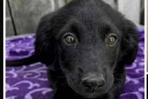 Disappearance alert Dog miscegenation  Female , 0 years Oreye Belgium