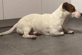 Discovery alert Dog  Male Charleroi Belgium