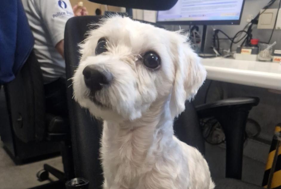 Discovery alert Dog  Male Schaerbeek Belgium