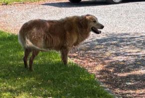 Discovery alert Dog  Unknown Chiny Belgium