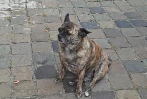 Discovery alert Dog  Unknown Liège Belgium