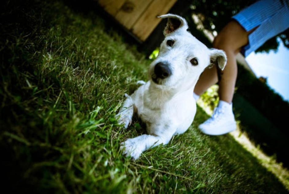 Alerta de Desaparición Perro  Hembra , 7 años Mons Bélgica
