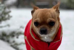 Alerta de Desaparición Perro  Macho , 10 años Dour Bélgica