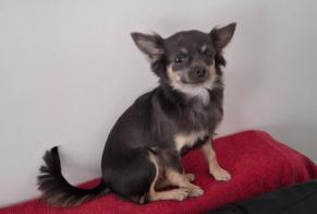 Alerta de Desaparición Perro  Hembra , 1 años Manage Bélgica