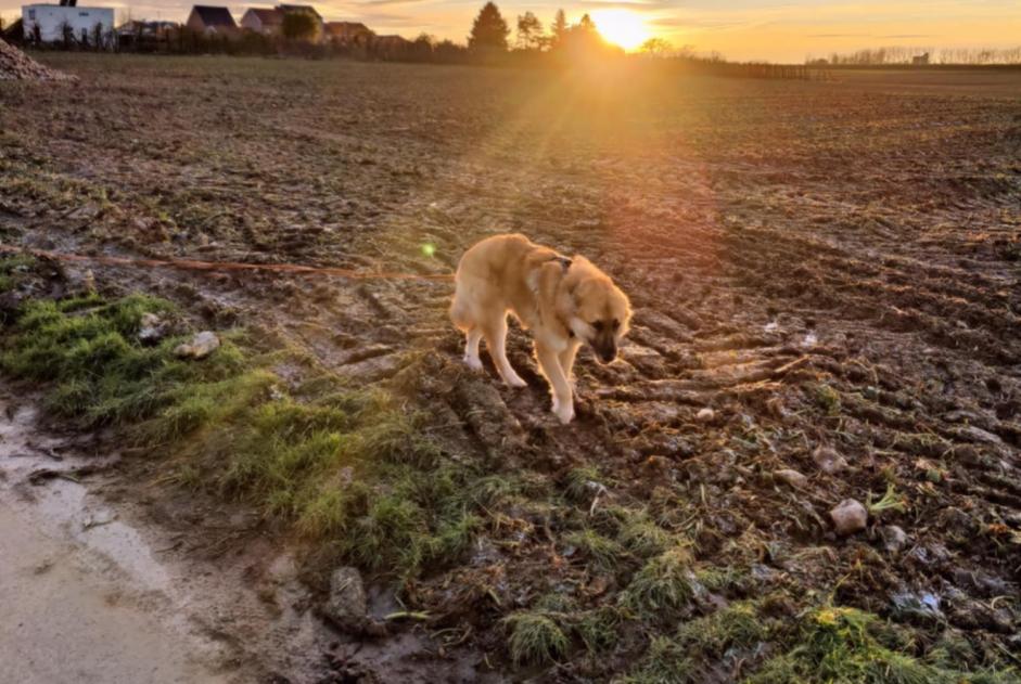 Alerta de Desaparición Perro cruce  Macho , 3 años Gingelom Bélgica