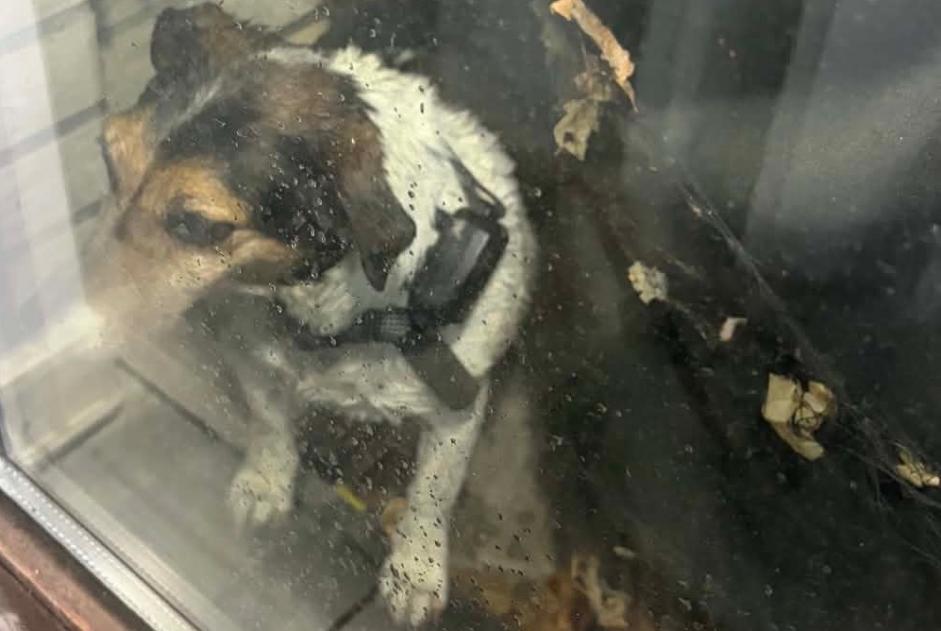 Alerta de Hallazgo Perro Desconocido Dour Bélgica