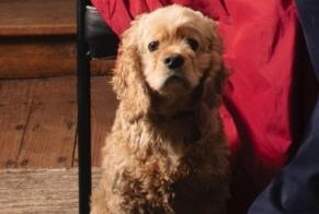 Alerte Disparition Chien  Mâle , 5 ans Ciney Belgique