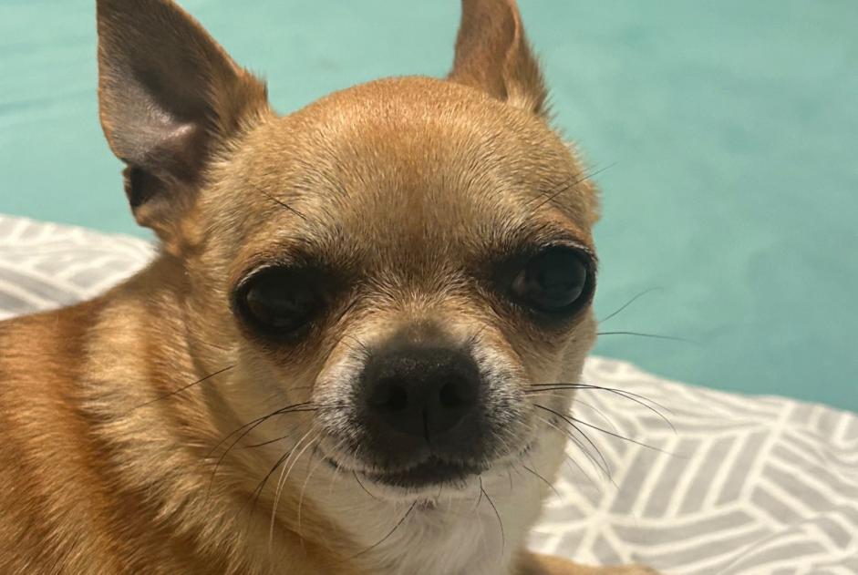 Alerte Disparition Chien  Mâle , 10 ans Dour Belgique