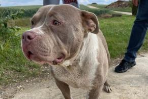 Alerte Découverte Chien  Femelle Awans Belgique