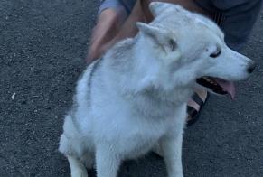 Alerte Découverte Chien  Femelle Sprimont Belgique