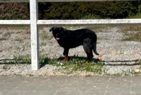 Alerte Découverte Chien  Mâle Courcelles Belgique