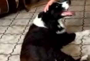 Alerte Découverte Chien  Mâle Charleroi Belgique