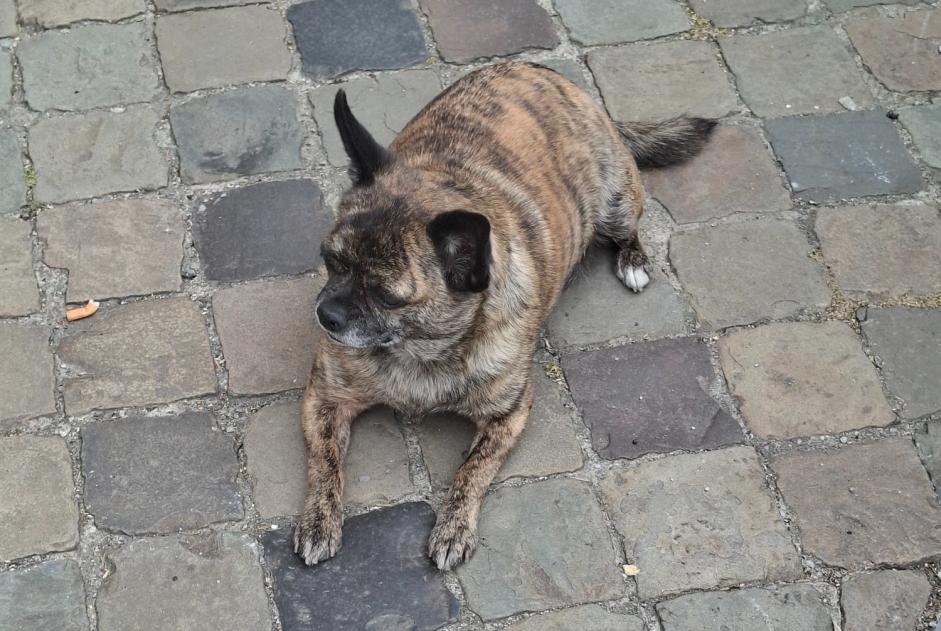 Alerte Découverte Chien  Inconnu Liège Belgique