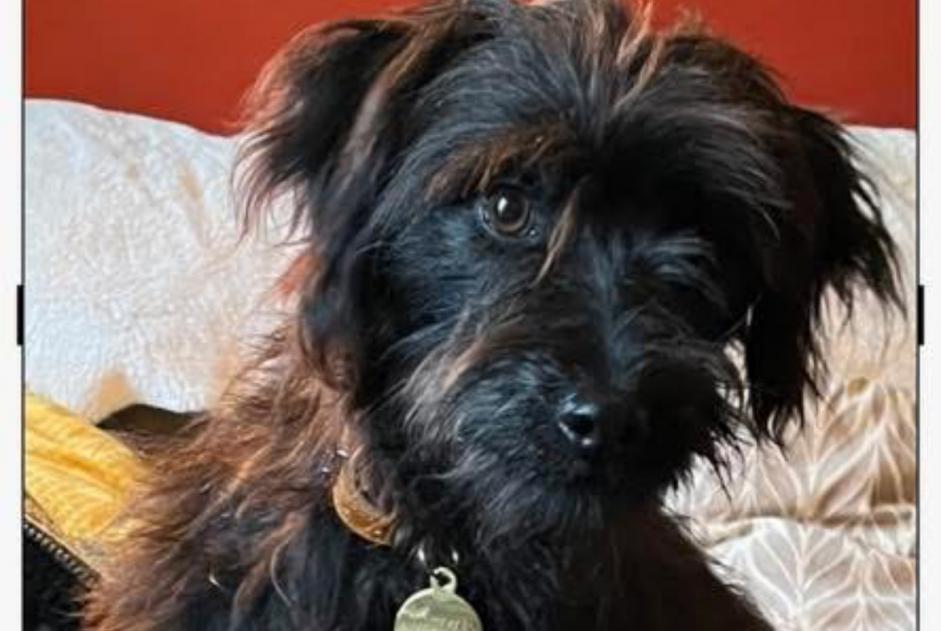 Avviso scomparsa Cane  Maschio , 1 anni Beaumont Belgio