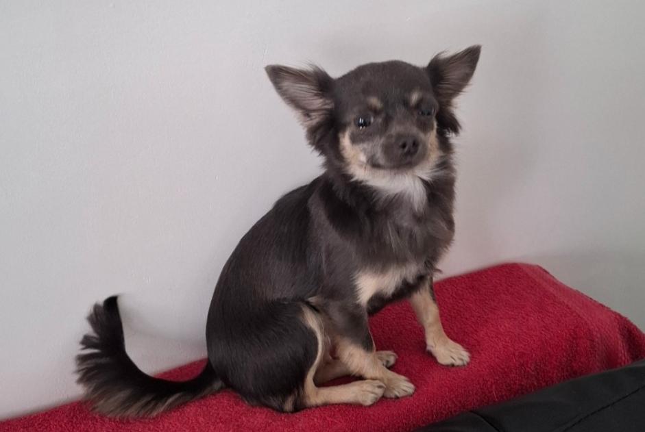 Avviso scomparsa Cane  Femmina , 1 anni Manage Belgio