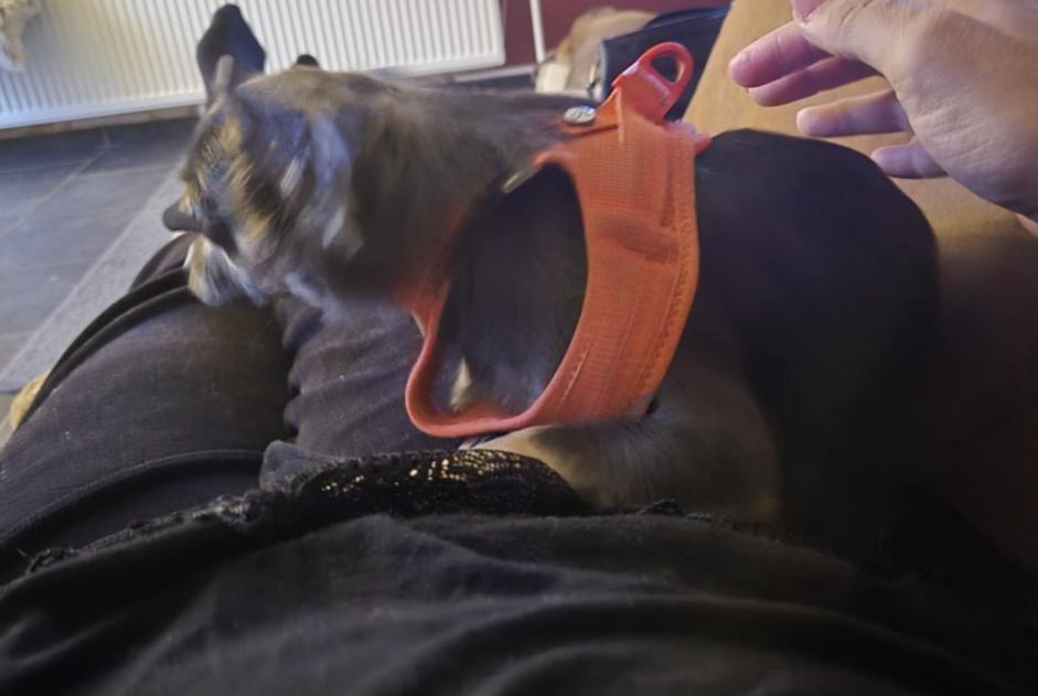 Avviso scomparsa Cane  Femmina , 1 anni Manage Belgio