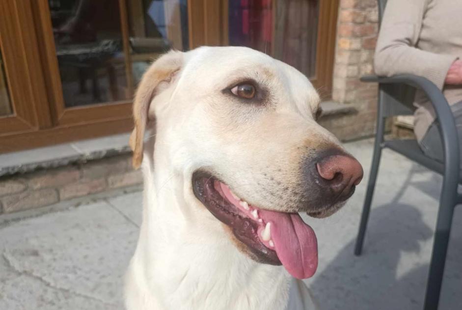 Verdwijningsalarm Hond  Mannetje , 2 jaar Beloeil België