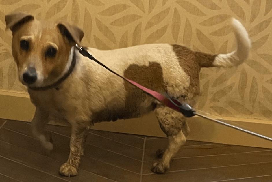 Alerta descoberta Cão  Fêmea Estinnes Belgium