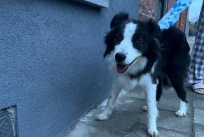 Alerta descoberta Cão  Desconhecido , 1 ano Dour Belgium