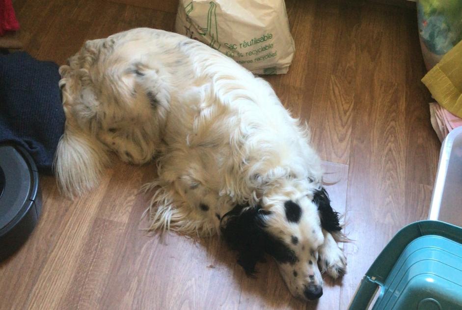 Vermisstmeldung Hund rassenmischung  Männliche , 3 jahre Mane Frankreich
