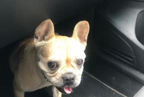 Fundmeldung Hund  Weiblich Avignon Frankreich