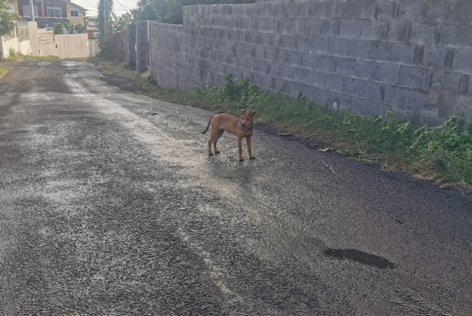 Fundmeldung Hund Unbekannt Saint-Pierre Frankreich
