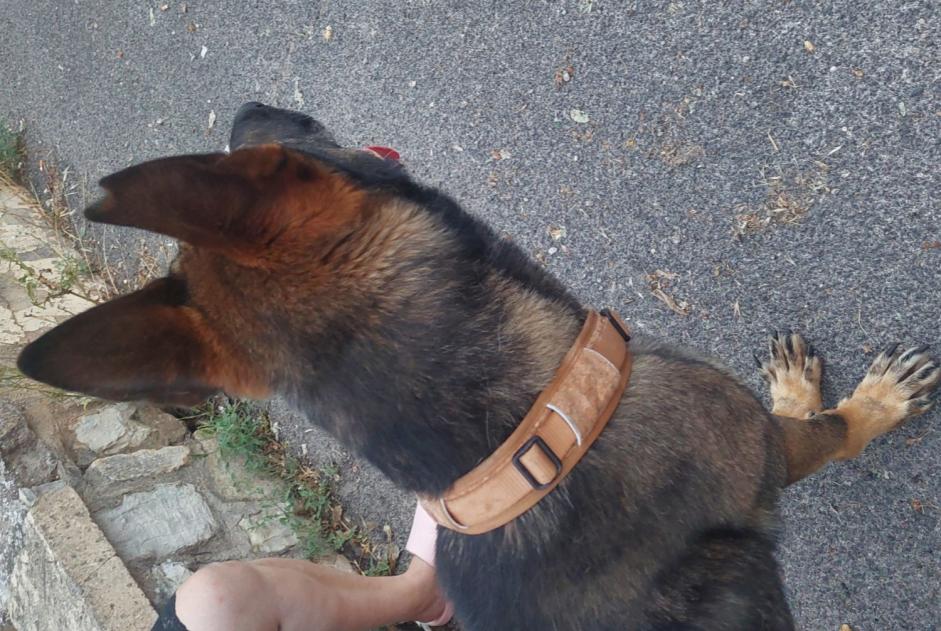 Fundmeldung Hund rassenmischung  Männliche , 3 Jahre Draguignan Frankreich