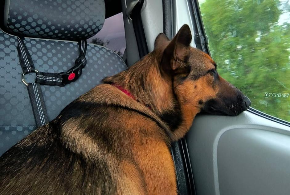 Vermisstmeldung Hund rassenmischung  Weiblich , 1 jahre Courpière Frankreich