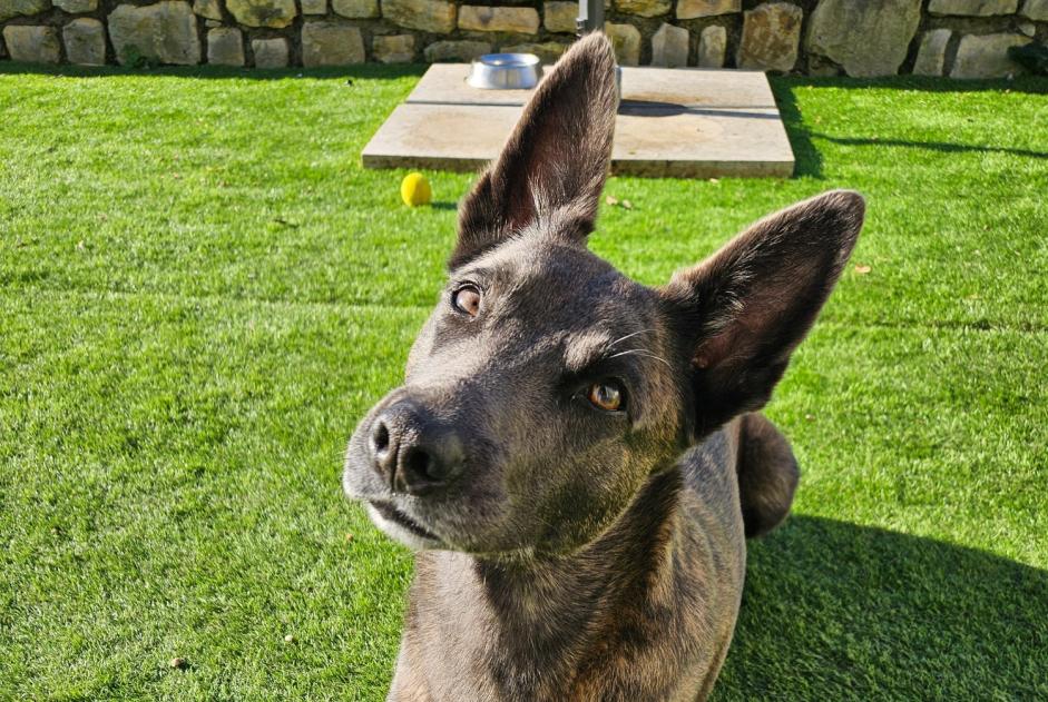 Disappearance alert Dog  Female , 4 years Le Tâtre France