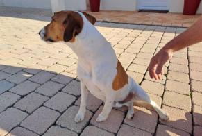 Discovery alert Dog  Male Angles France