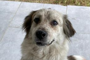 Discovery alert Dog miscegenation  Female Vero France