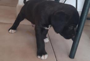 Discovery alert Dog Unknown Penta-di-Casinca France