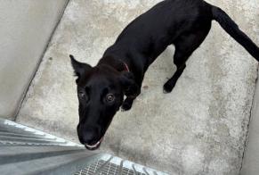 Discovery alert Dog miscegenation  Female , Between 7 and 9 months Morainvilliers France