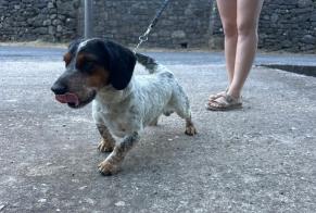 Discovery alert Dog miscegenation  Male Mialet France
